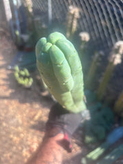 👑🌶️🌶️  Jiimz Twin Spine — XL 16” Tip