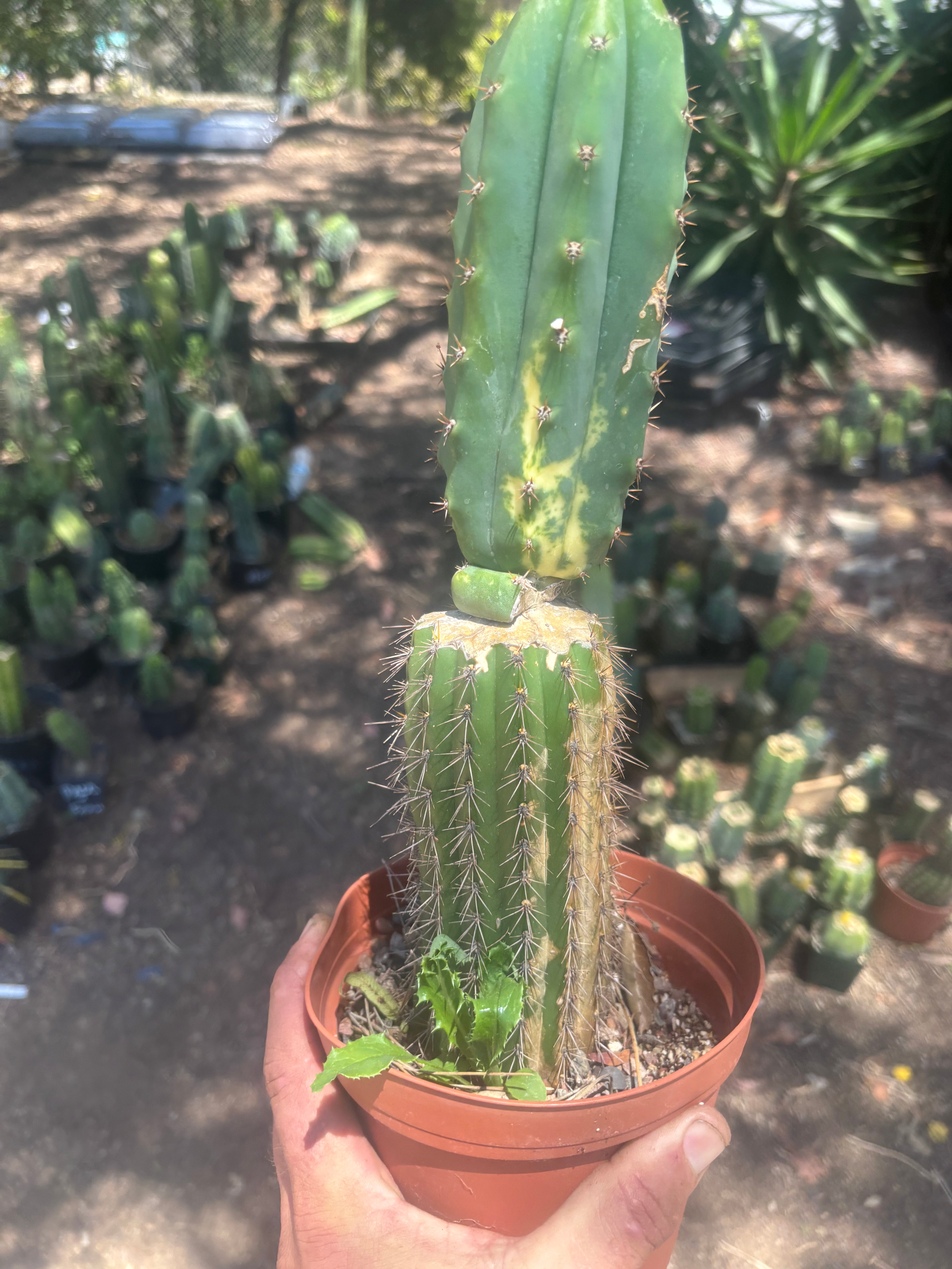 💎👑🔰 VFV — Ventucky x Fillmore Variegated — Rooted Slab Graft w/ Big Pup