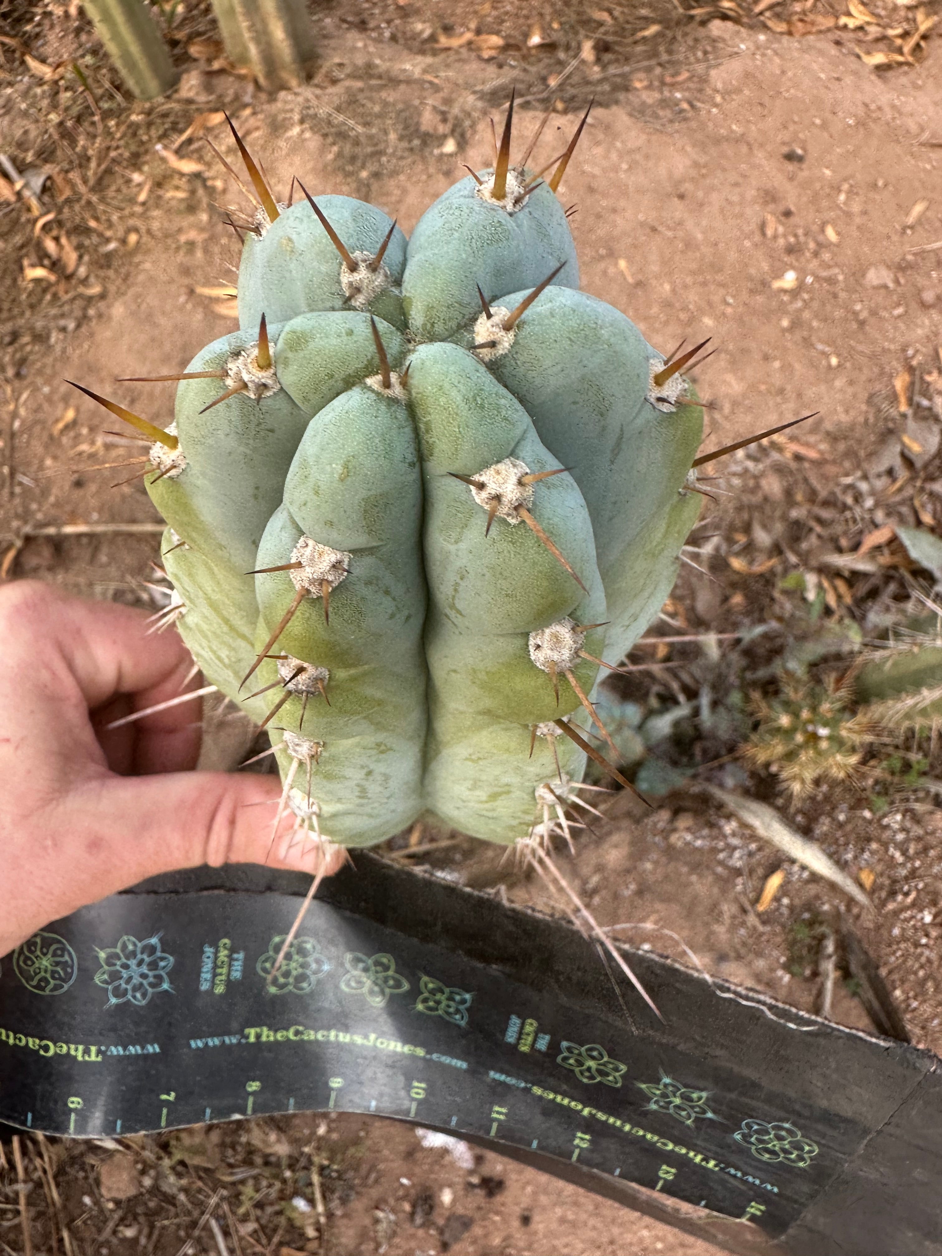 💎👑🌶️💎  Hyperspace Pixie — Thick 9” Tip