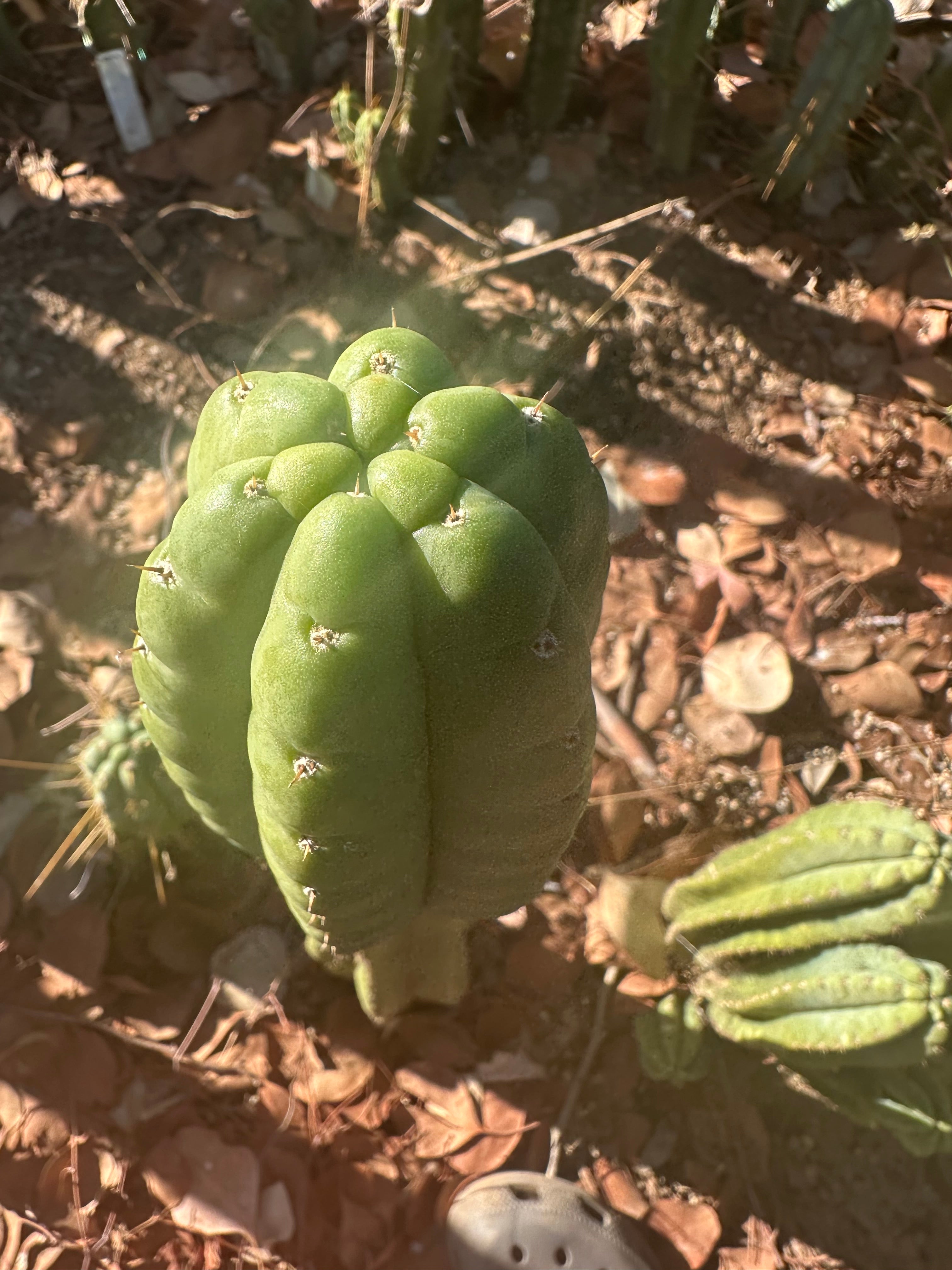 👑🌶️ Lima — 12” Tip