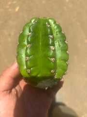 💎🦄💎 JS444 x Pluto (Cross Genus!) — Fat 5” Grenade