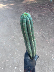 👑🌶️ KK339 — 21” Tip