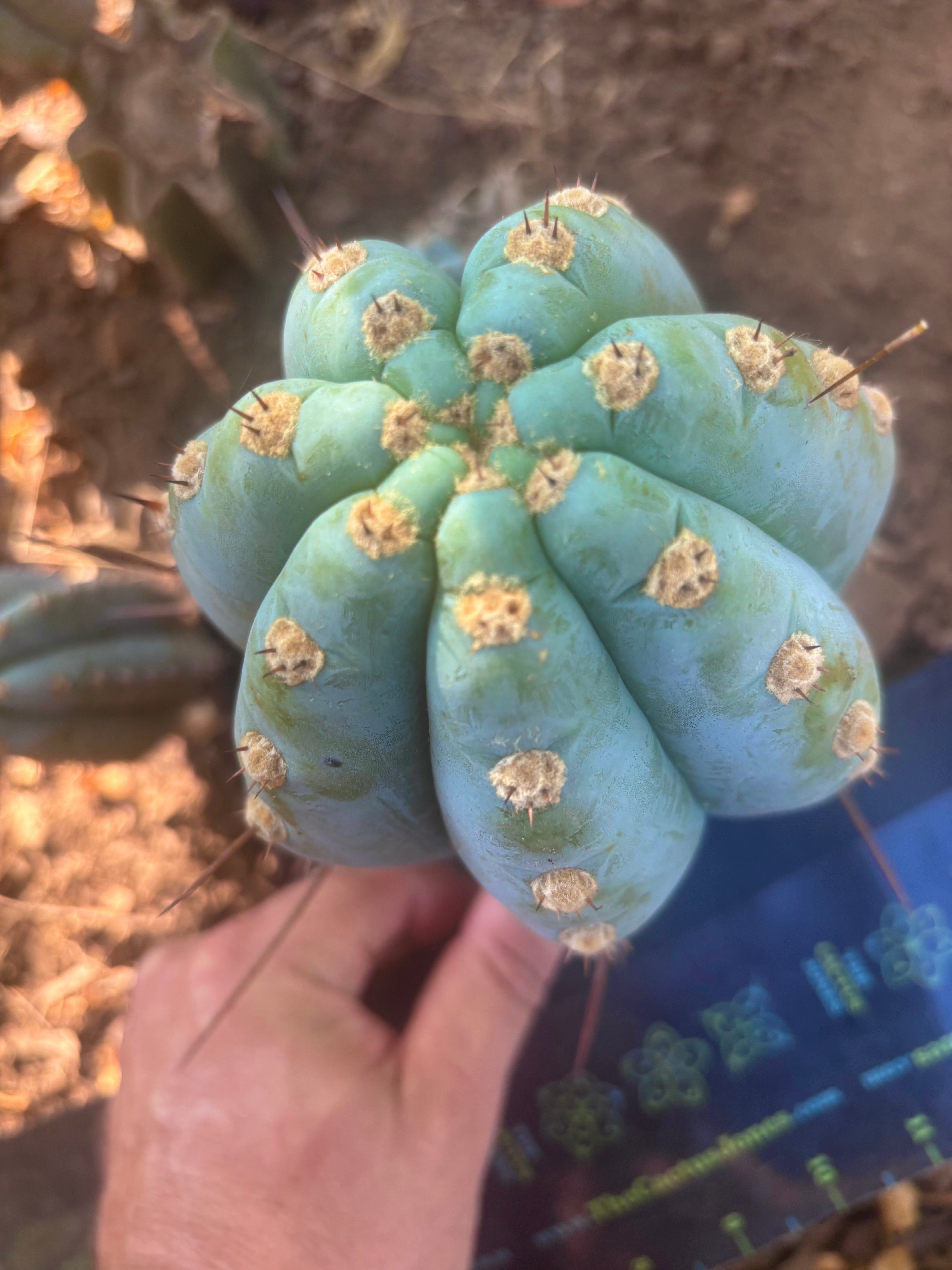 💎👑 Althea — Chonky 6” Tip