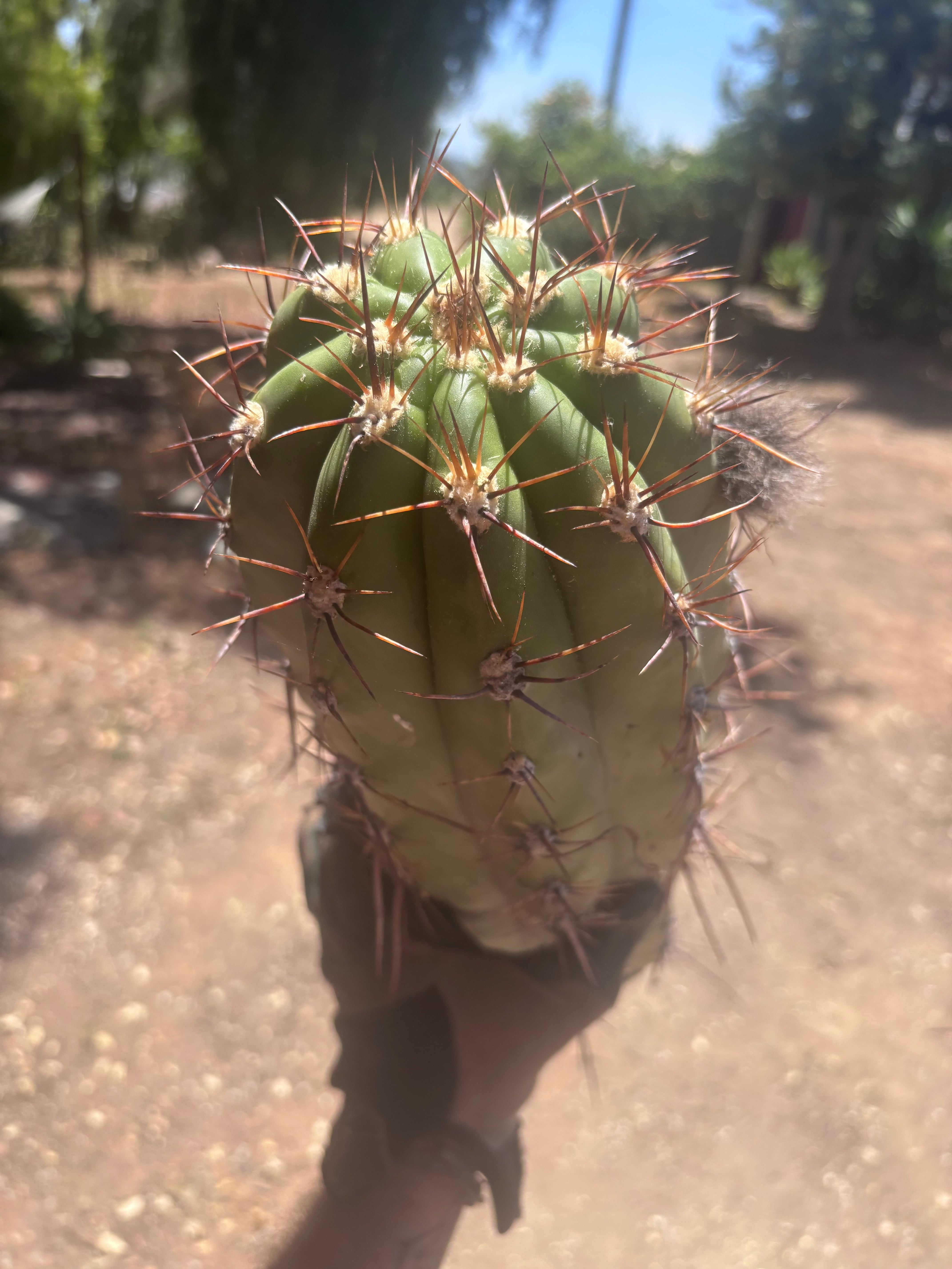 💎💎 Taquimbalensis — MASSIVE 18” Tip
