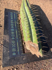 👑🌶️💎 Xochi — XXL 21” Tip