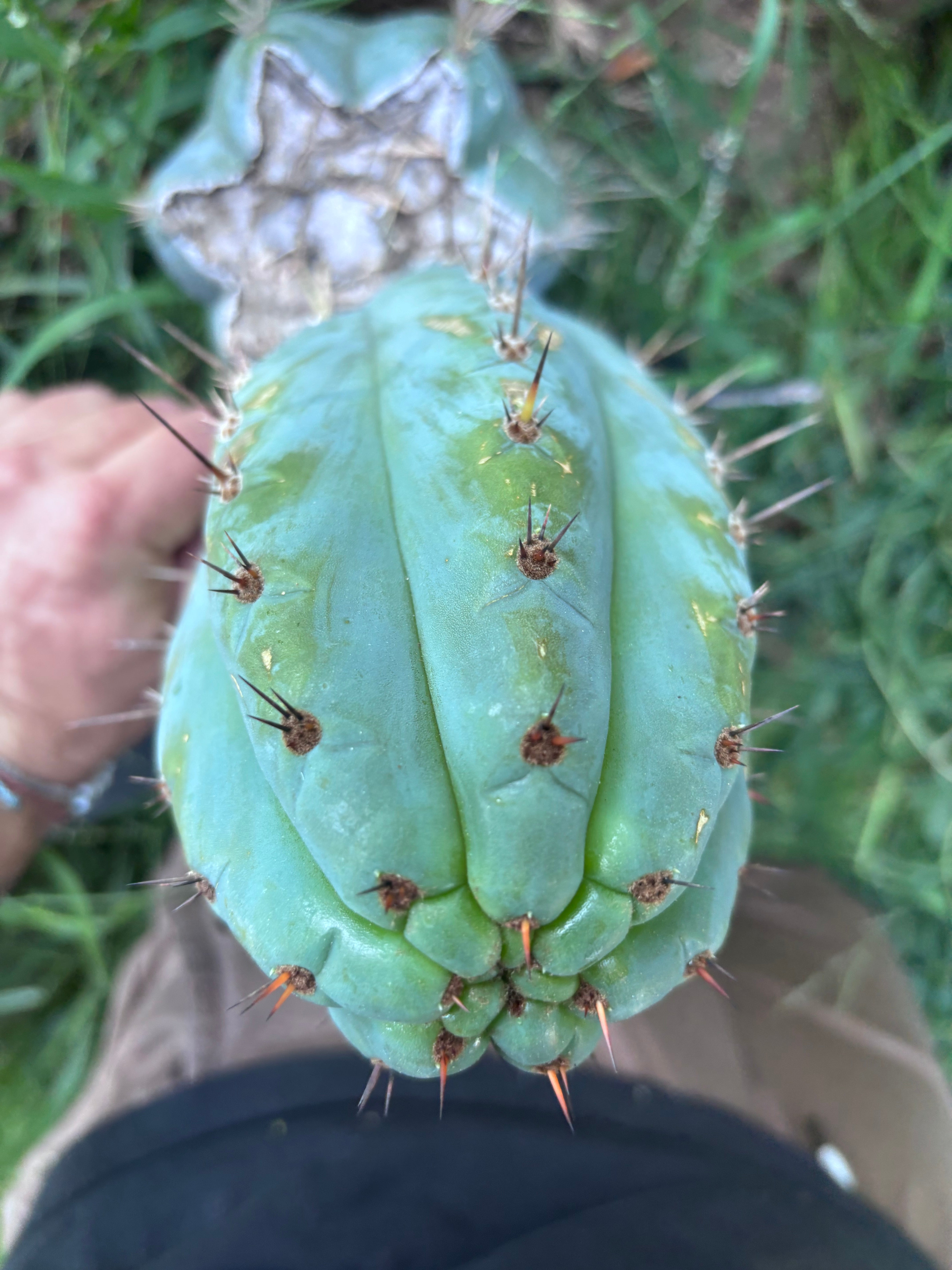 💎👑 Papa Smurf — FAT 9” Pup