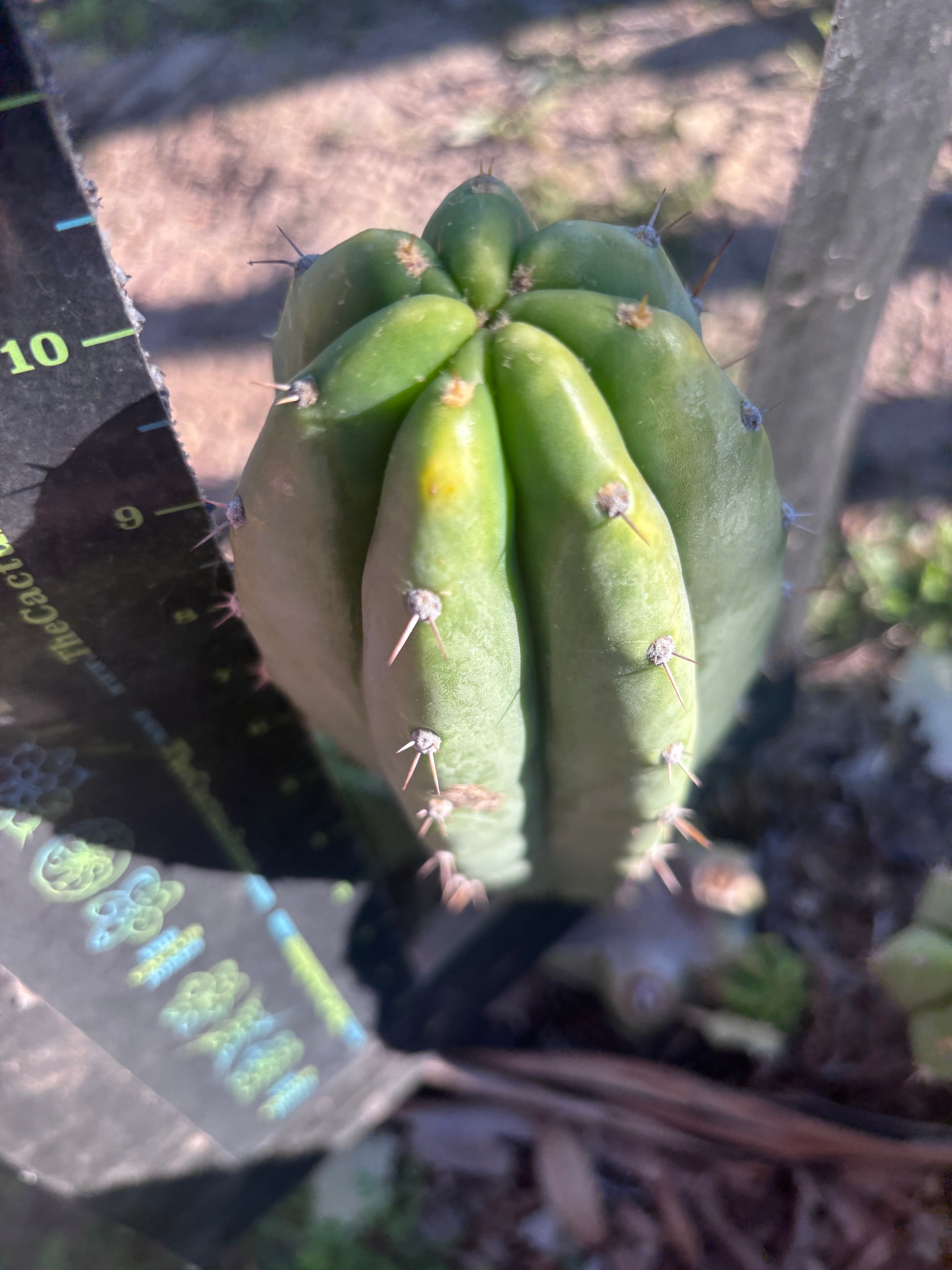 👑🌶️🌶️ Landfill — Chonky 9” Pup