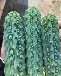 👑💎 Grecas — Butt Graft with 2 Pups