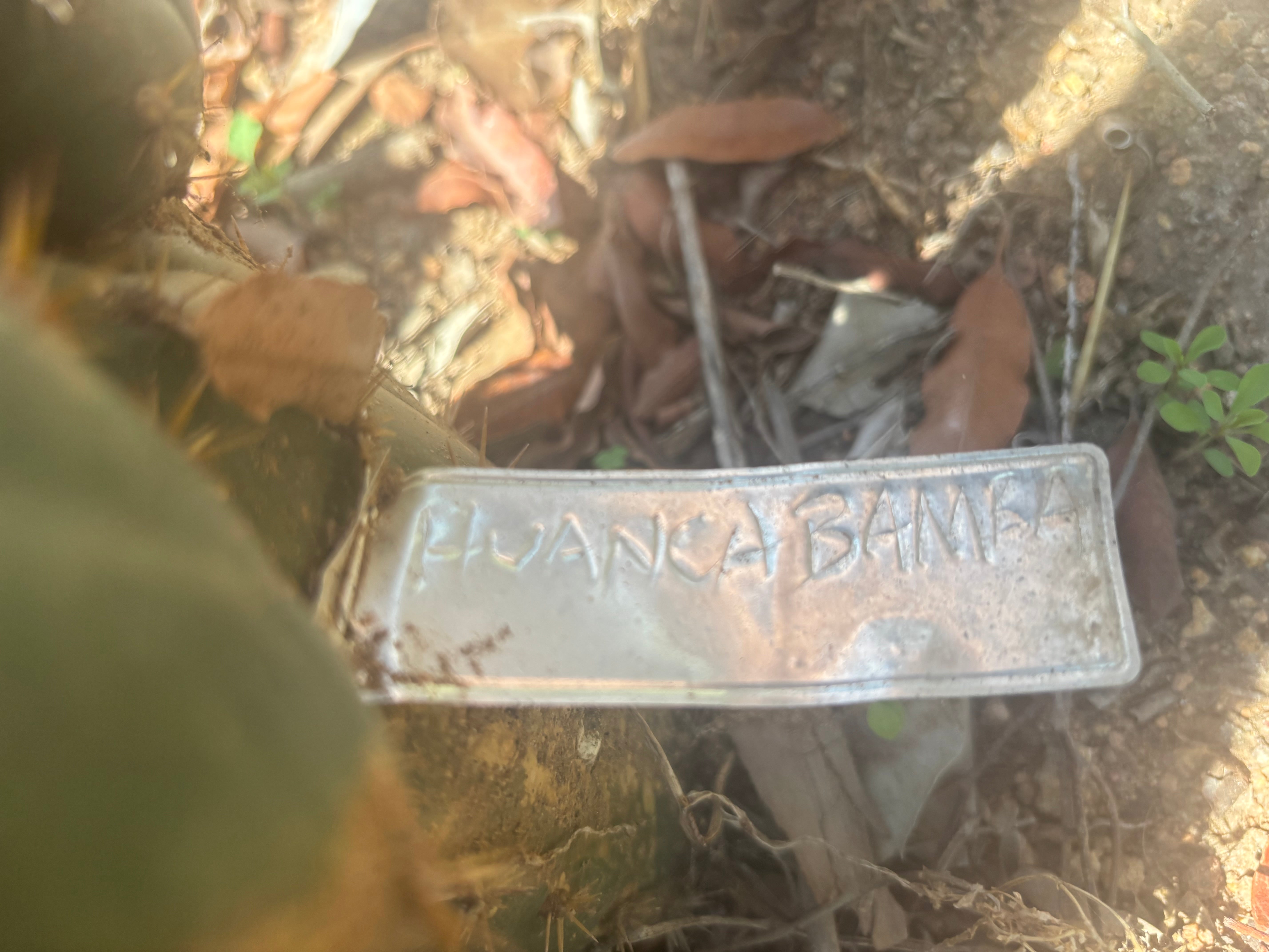 💎👑🌶️ Huancabamba — XL 16” Tip