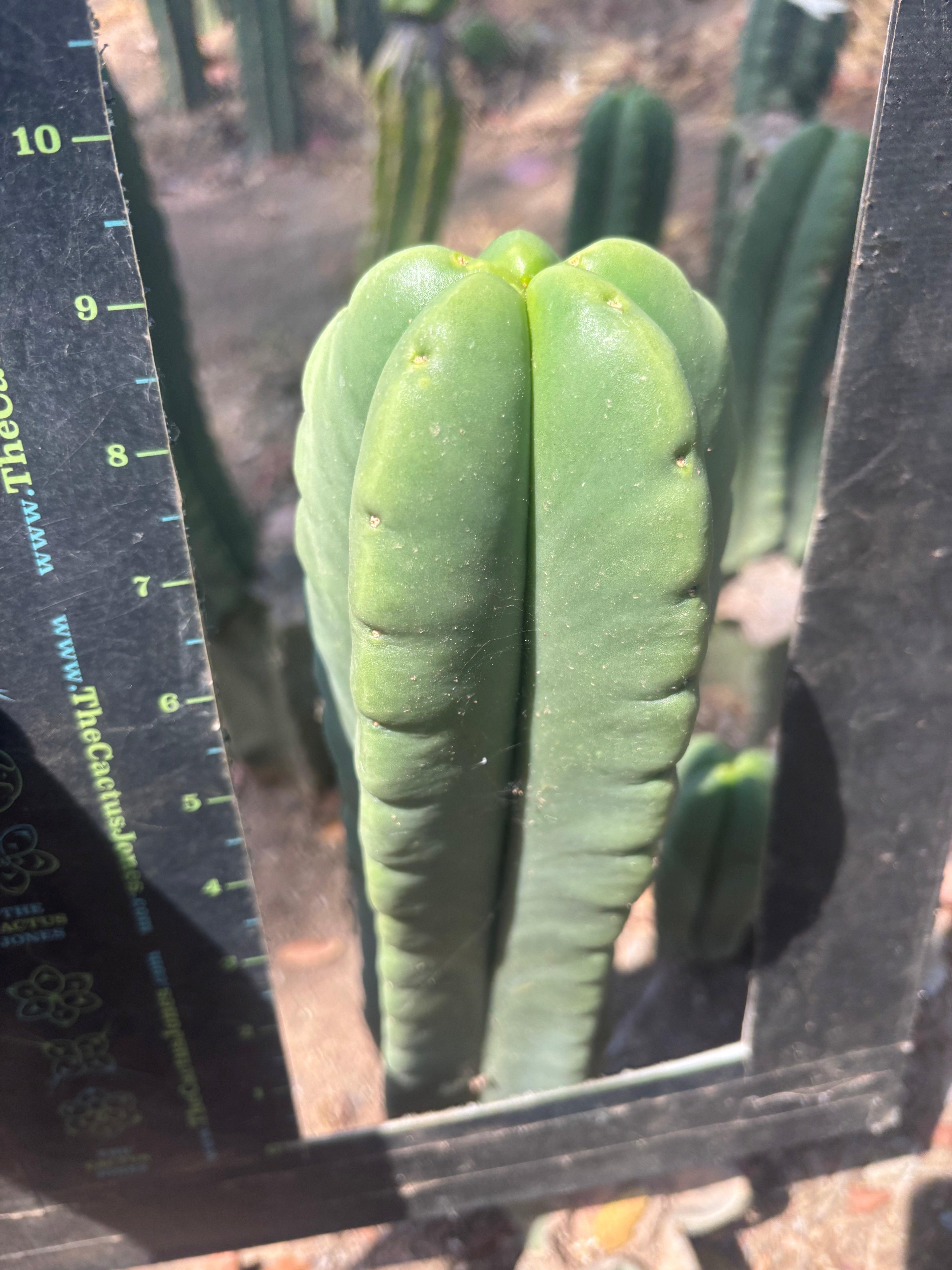 💎👑🌶️ Ferah — 9” Tip