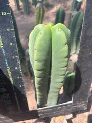 💎👑🌶️ Ferah — 9” Tip