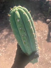 🌶️ JJOP — XL 15” Pups