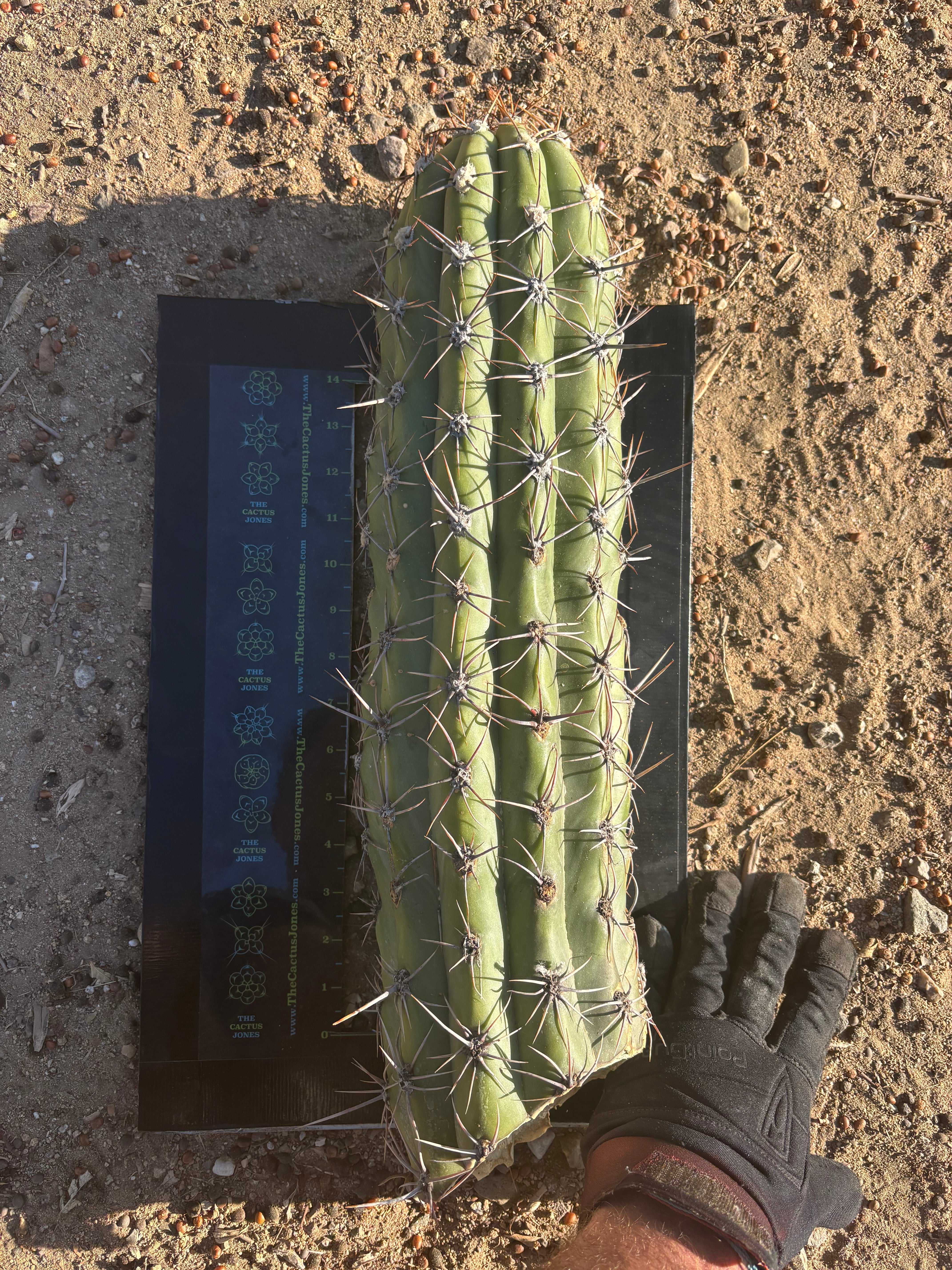 💎 TAQ — *MASSIVE* 18” Tip