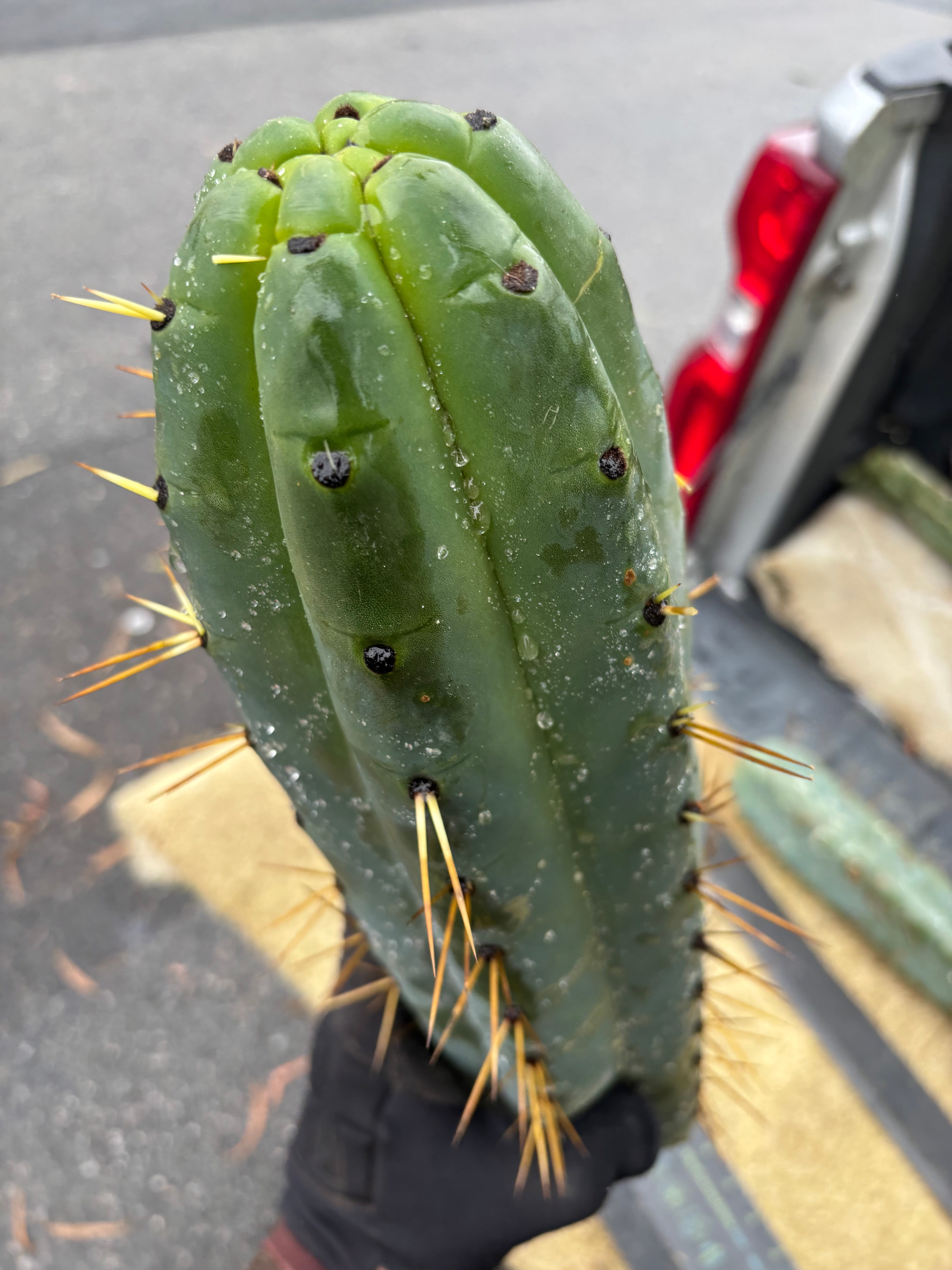 💎🌶️ SS02 x Yowie  — Massive 11” Tip