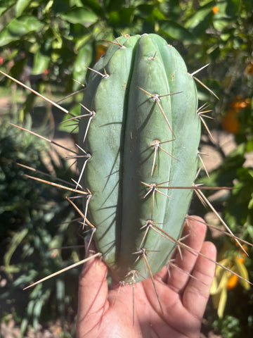 👑🌶️🌶️ Pala — Chubby 8” Tip