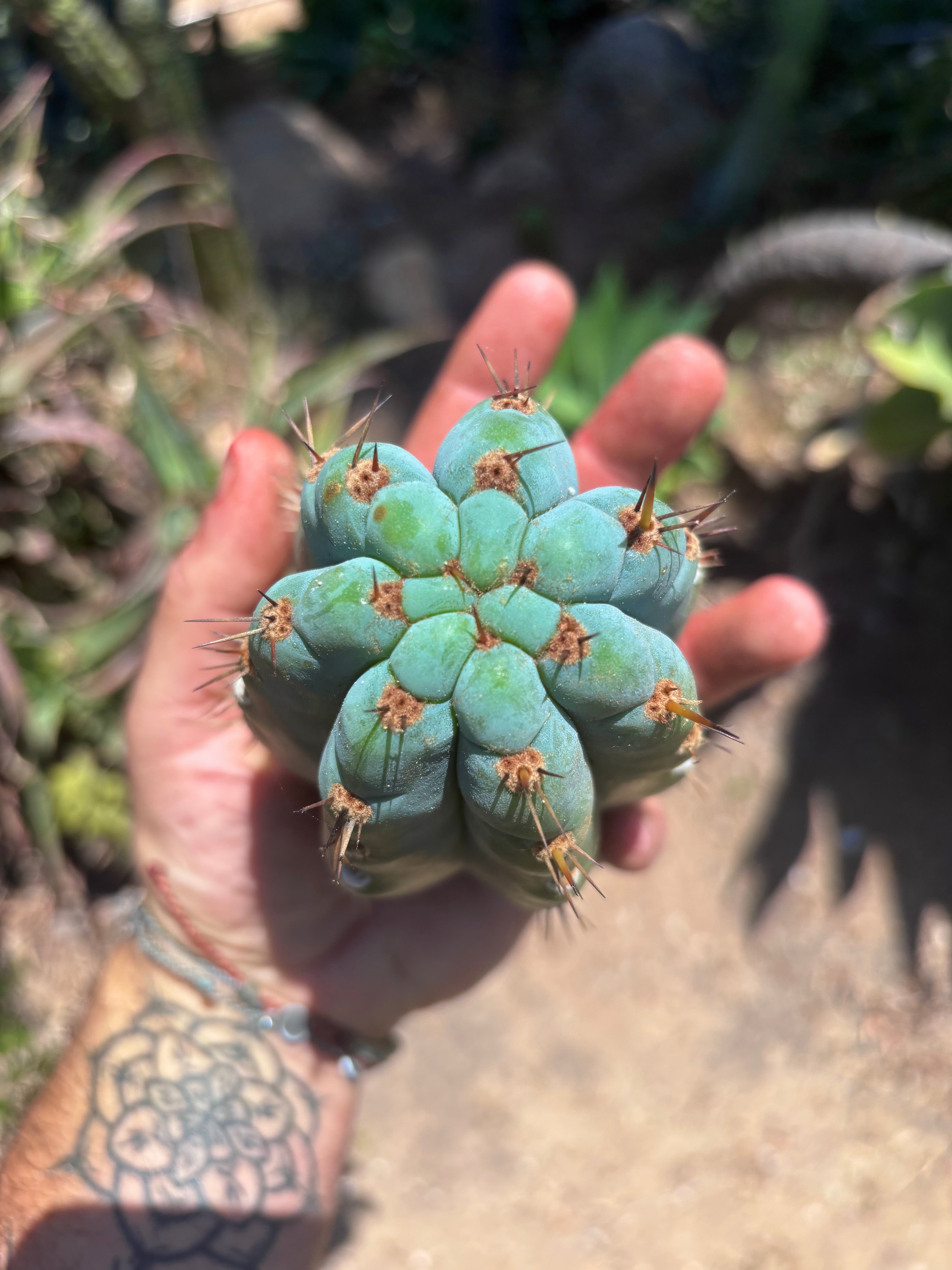 💎👑 Papa Smurf Grenade