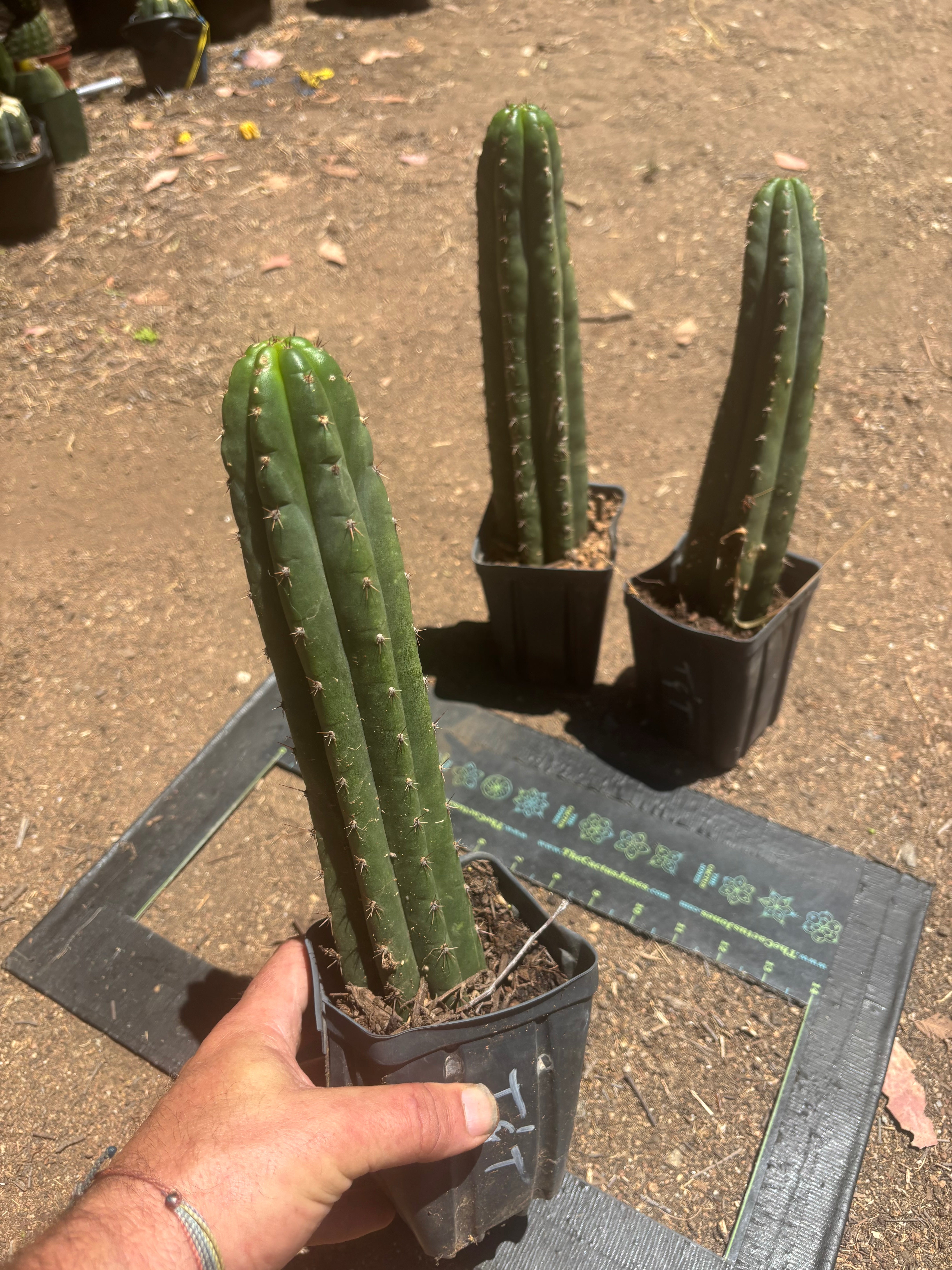 👑🌶️ Torres & Torres — Rooted 11” Tips