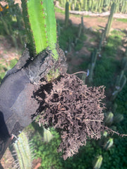 🎁🌶️ NEW Add On Freebie! — DeCosta x Bob, Large Yearlings