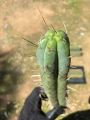 🌶️ Restocked —Baker x Helen  — 12” Tips