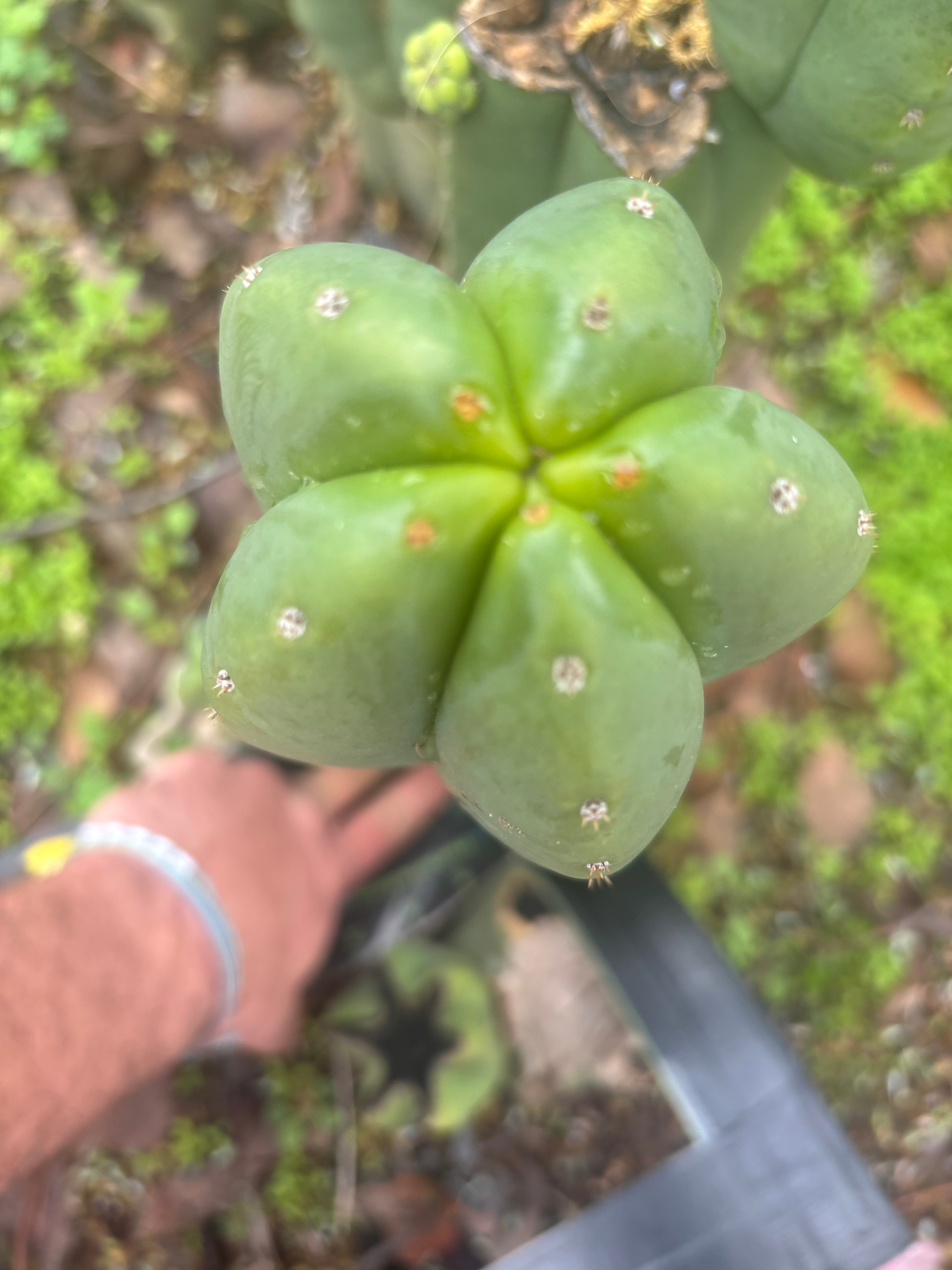 👑🌶️ Scop A — XXL 15” Pup
