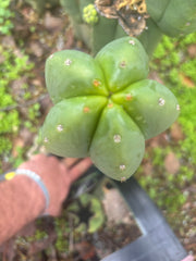 👑🌶️ Scop A — XXL 15” Pup
