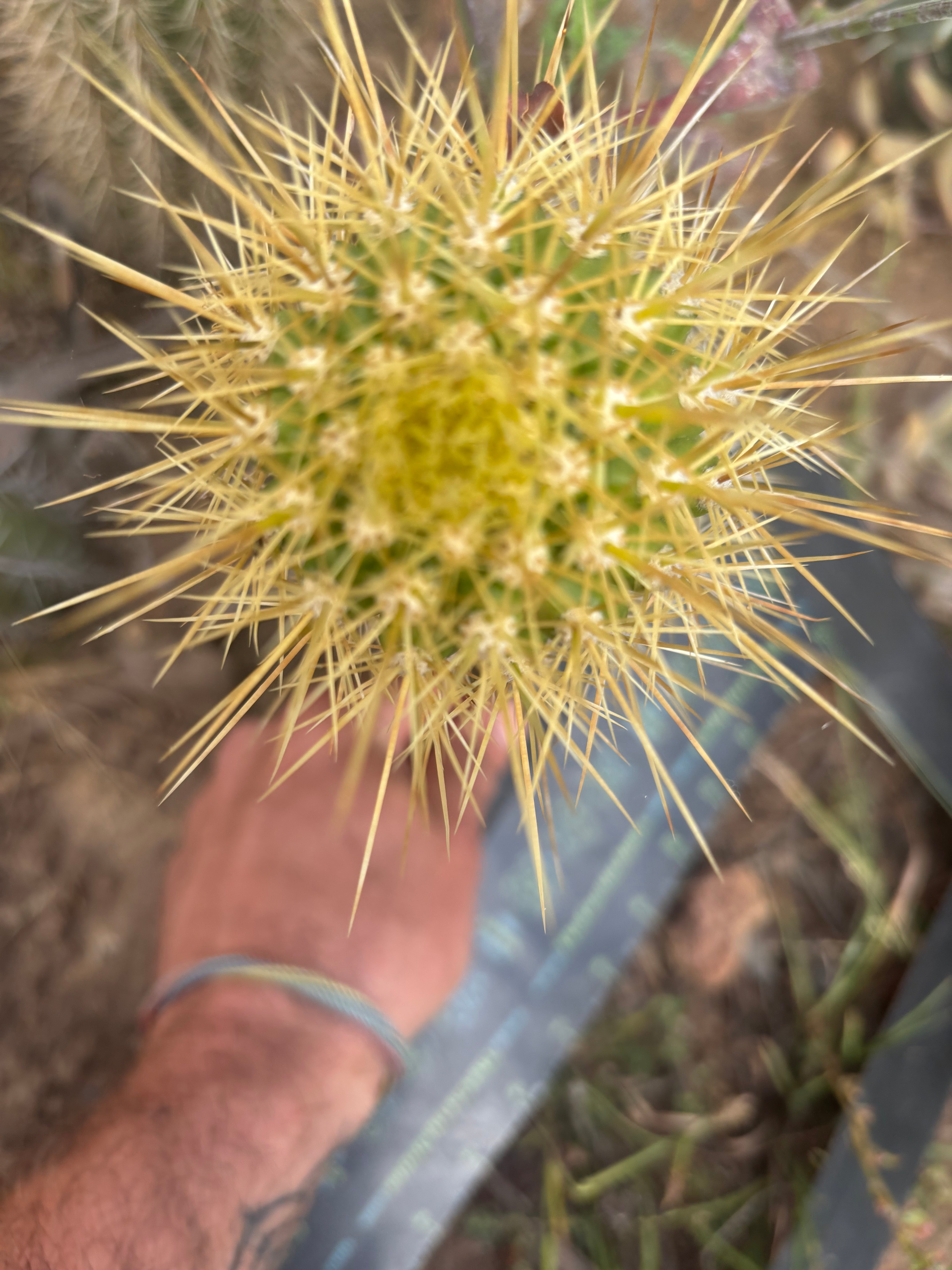 💎 T.Camarguensis  — 10” Tip