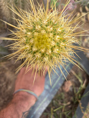 💎 T.Camarguensis  — 10” Tip
