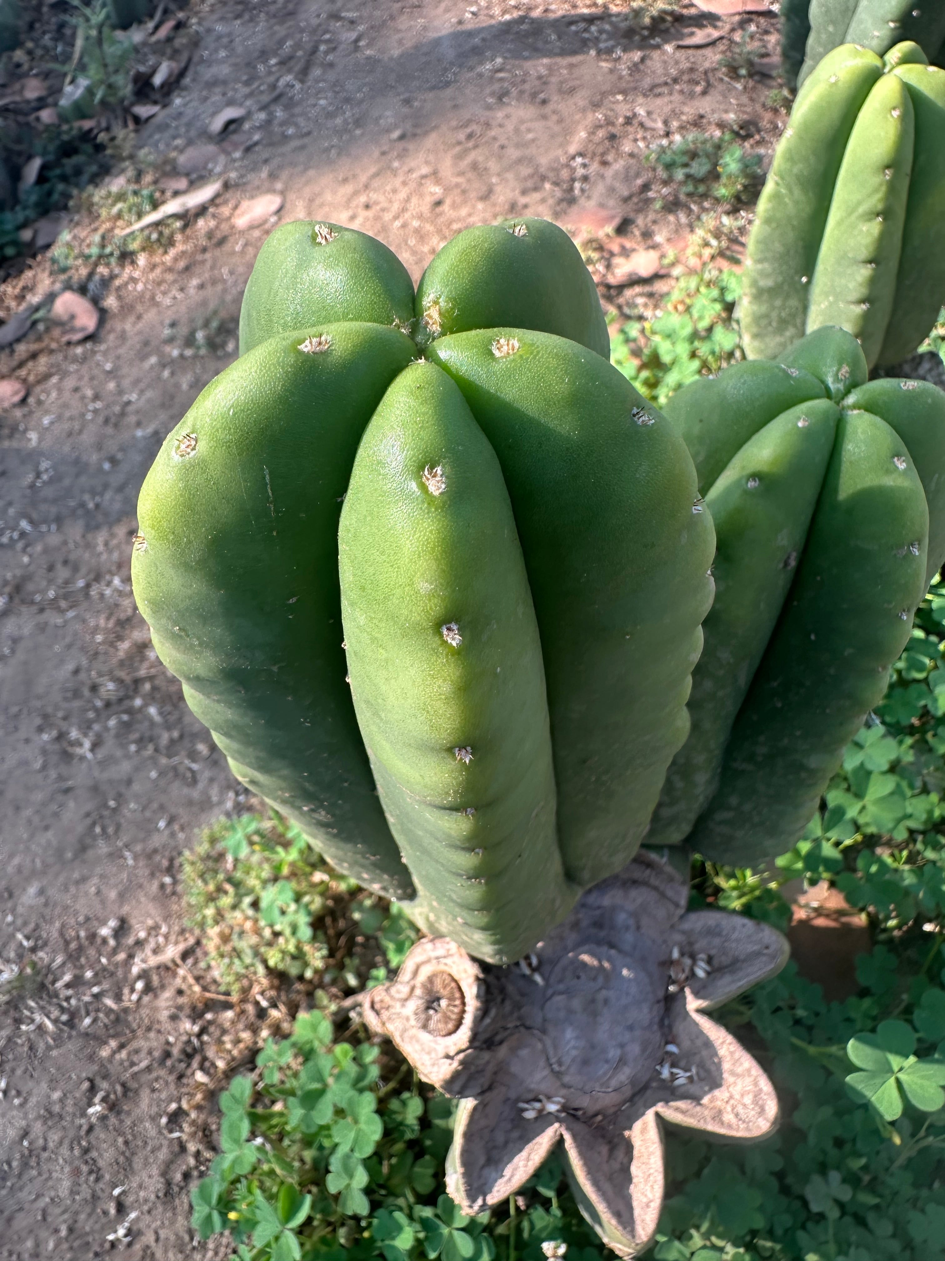 👑  Aussie Scop — Chubby 8” Pup