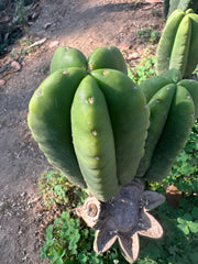👑  Aussie Scop — Chubby 8” Pup