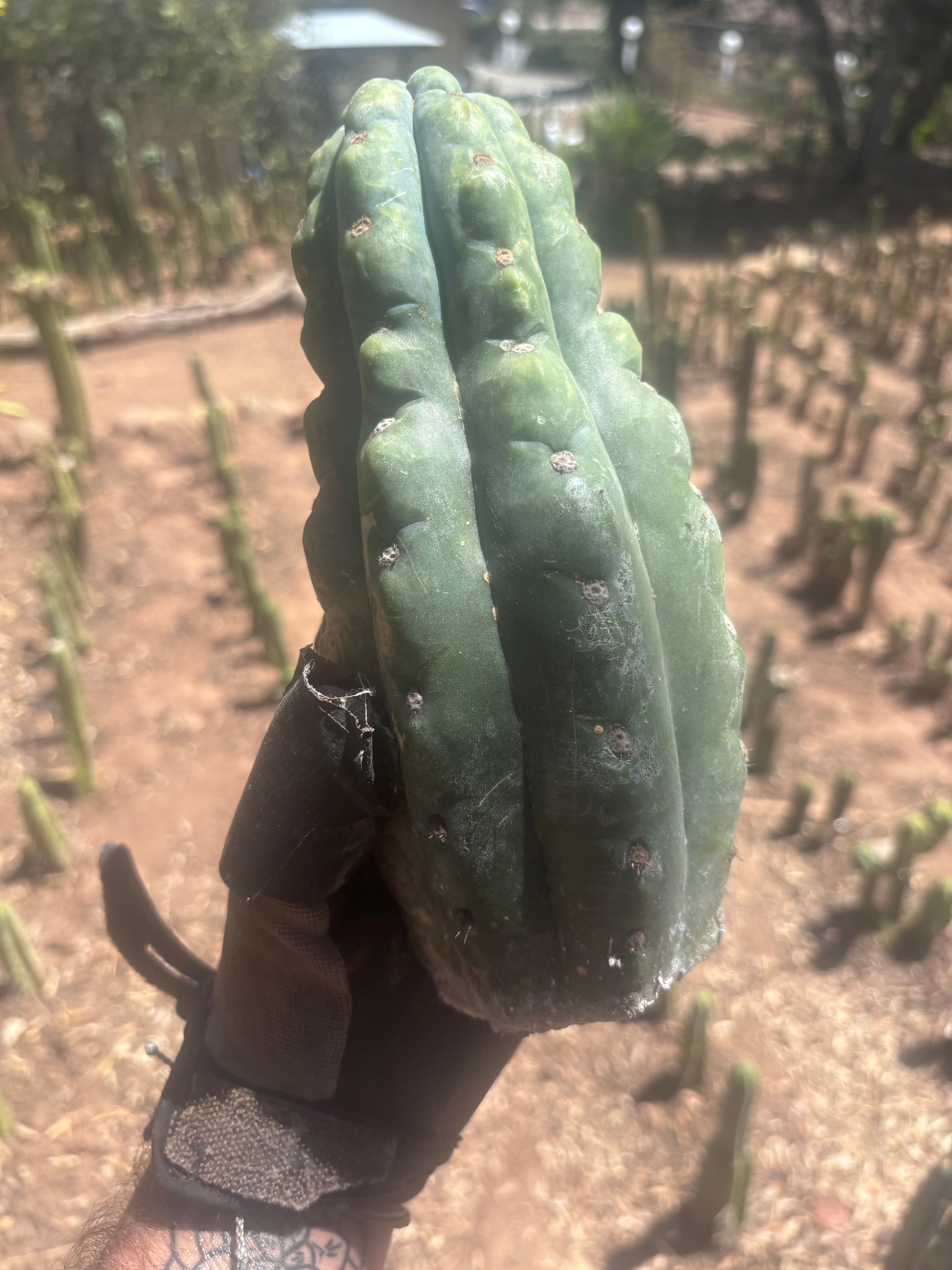 💎👑🌶️  Ichoca — Beefy 9” Tip