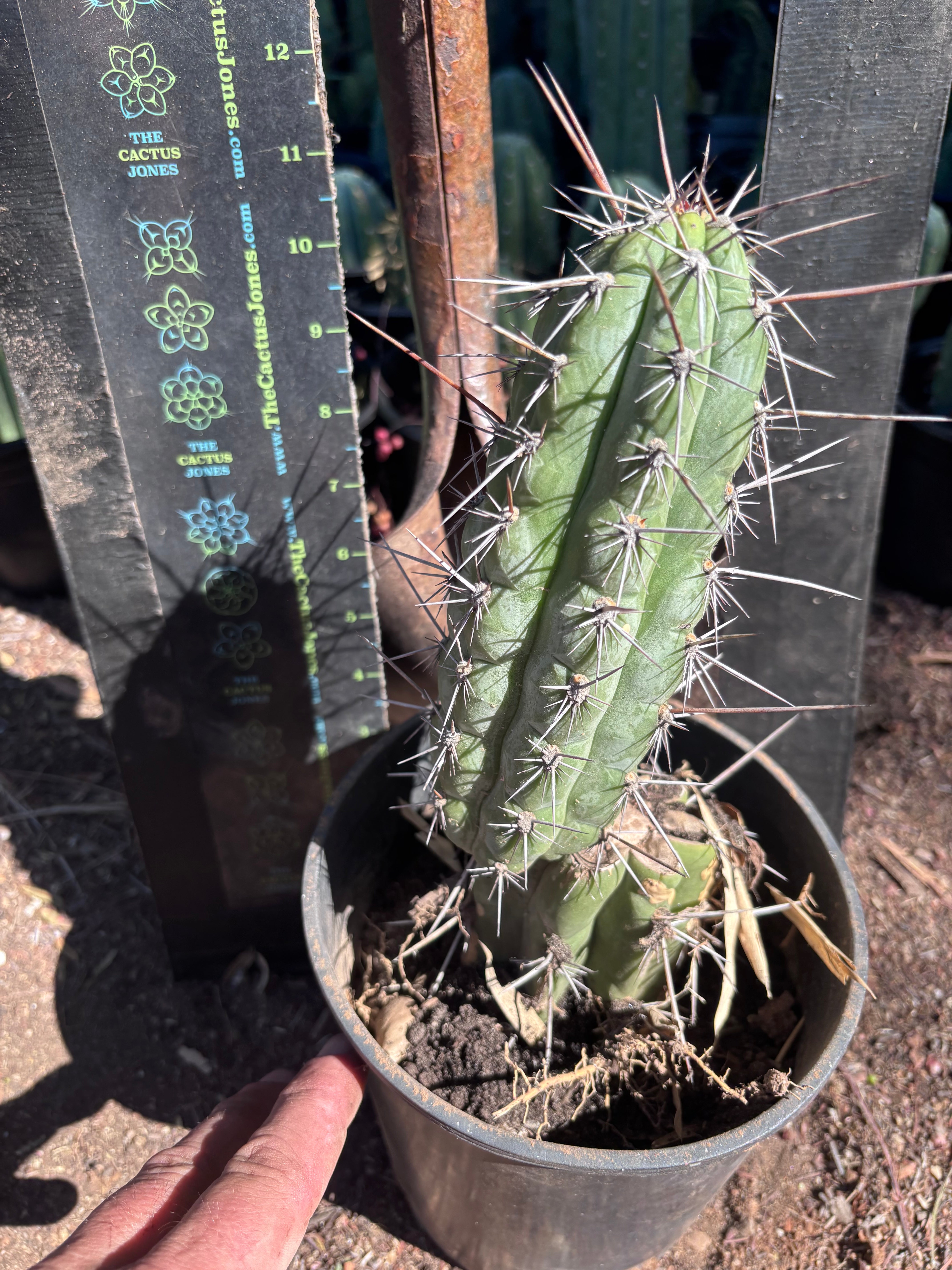 👑 Chala — Rooted 10”