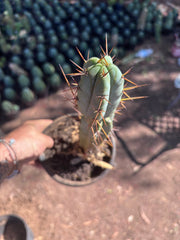 👑🌶️ SFBG — Rooted 13”