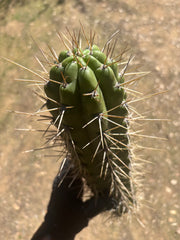 🌶️ SS02 x Kimura’s Spiny Giant   — XL 15” Pup