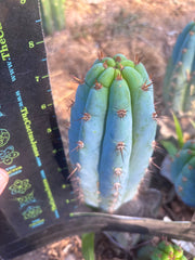 💎👑  Bart (Monassa Blue) — 8” Pup