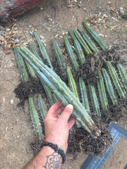 👑🌶️🌶️ Kate’s Bridge — 12-14” *Rooted* Tips