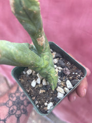 👑💎🌶️🌶️ TBMC — Rooted 6”