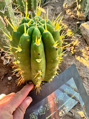 👑 Jones Pink 🌸 — FAT Tip