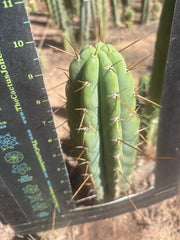 🌶️🌶️⚠️ E.R. — 10” Tip