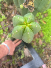 👑🌶️ Scop A — XXL 15” Pup
