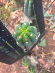 👑🌶️  Ichoca — 8” Tip