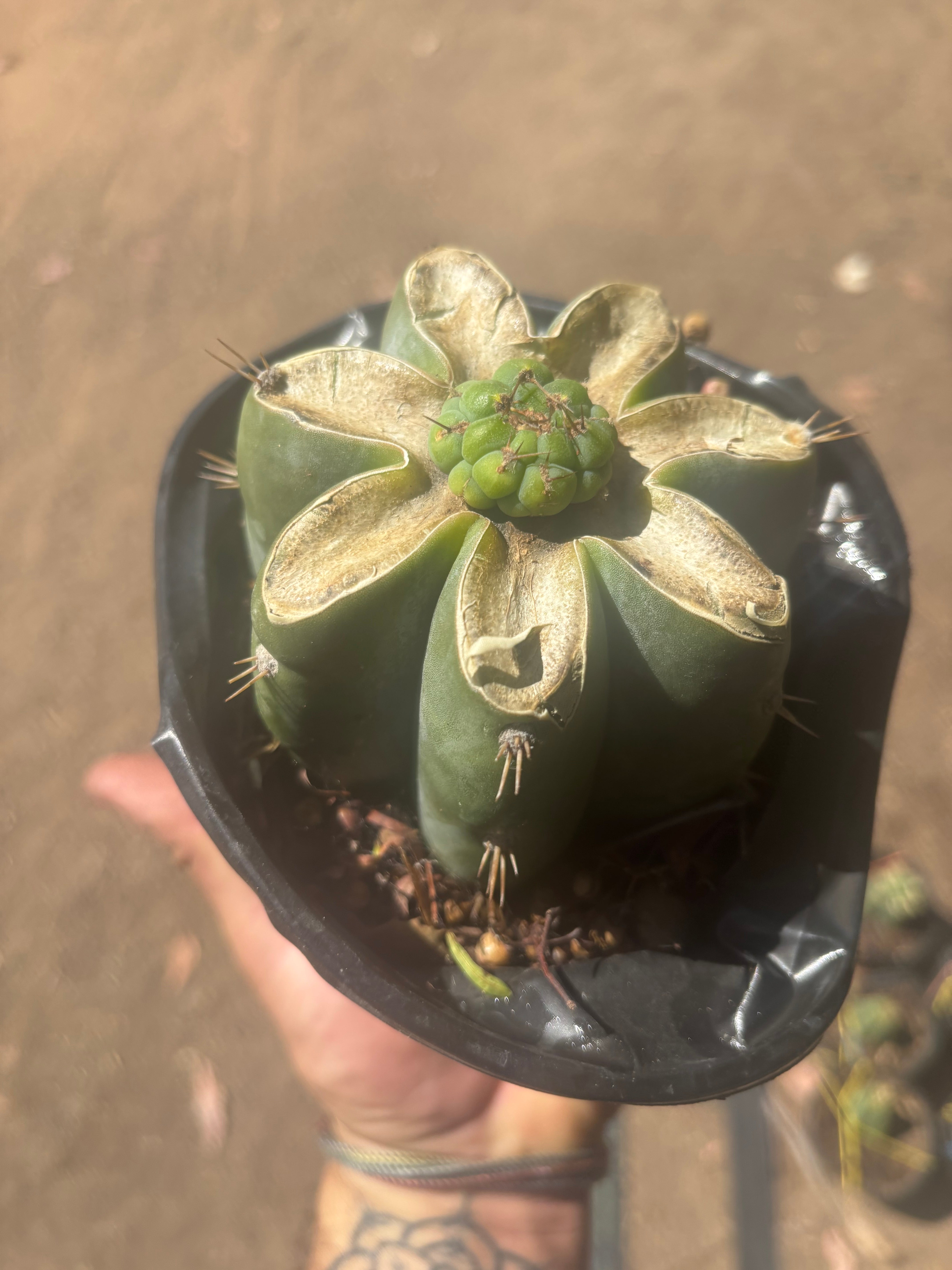 💎🌶️🌶️ NOM — Pup Graft On Rooted Shine01