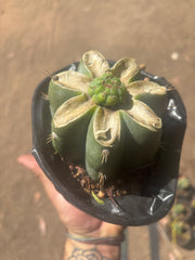 💎🌶️🌶️ NOM — Pup Graft On Rooted Shine01