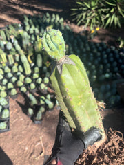 👑💎 Grecas — Established Tip Graft on Beefy Rooted PC