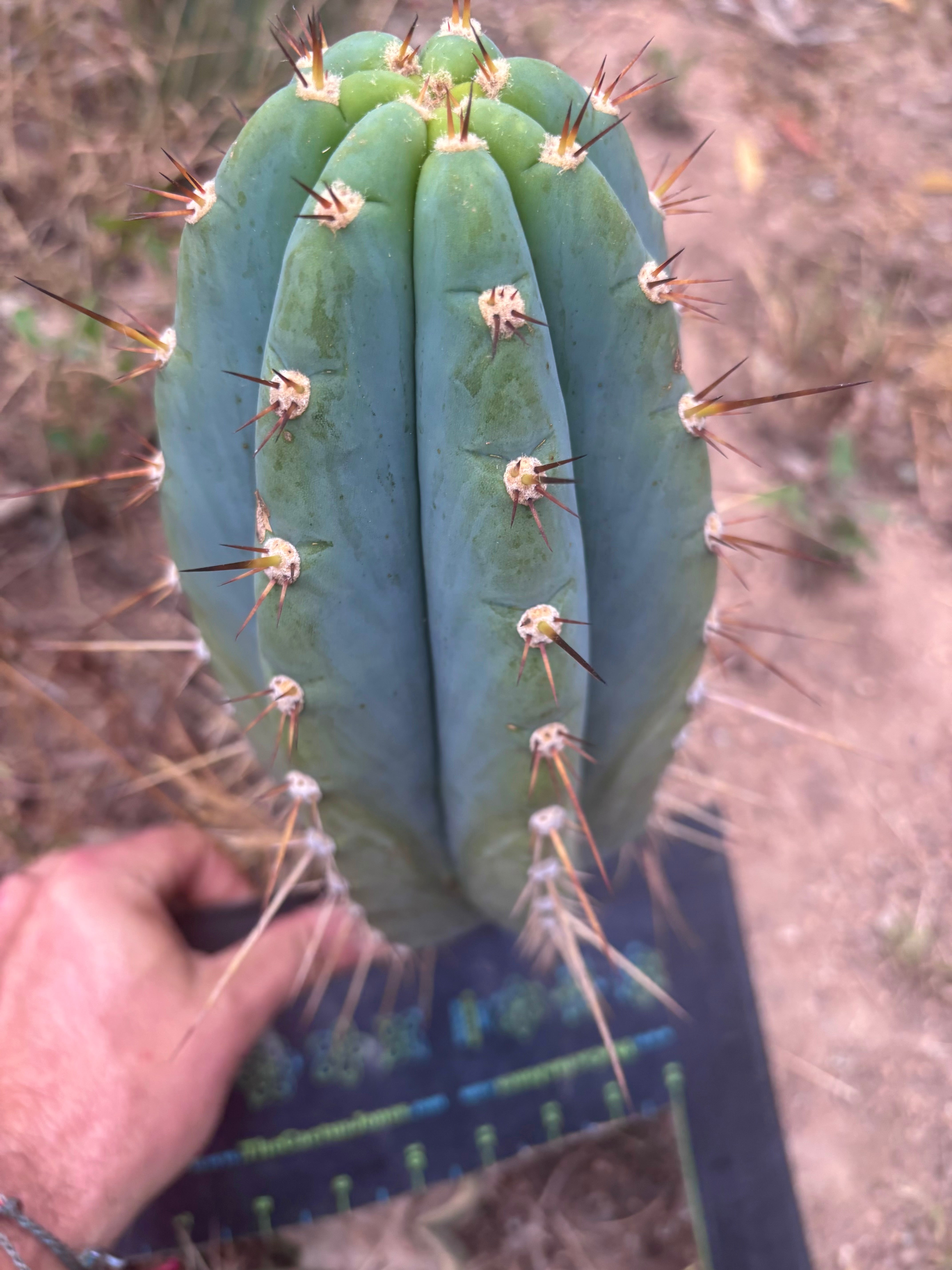 💎👑🌶️ CGG — Blue 11” Melon
