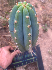 💎👑🌶️ CGG — Blue 11” Melon