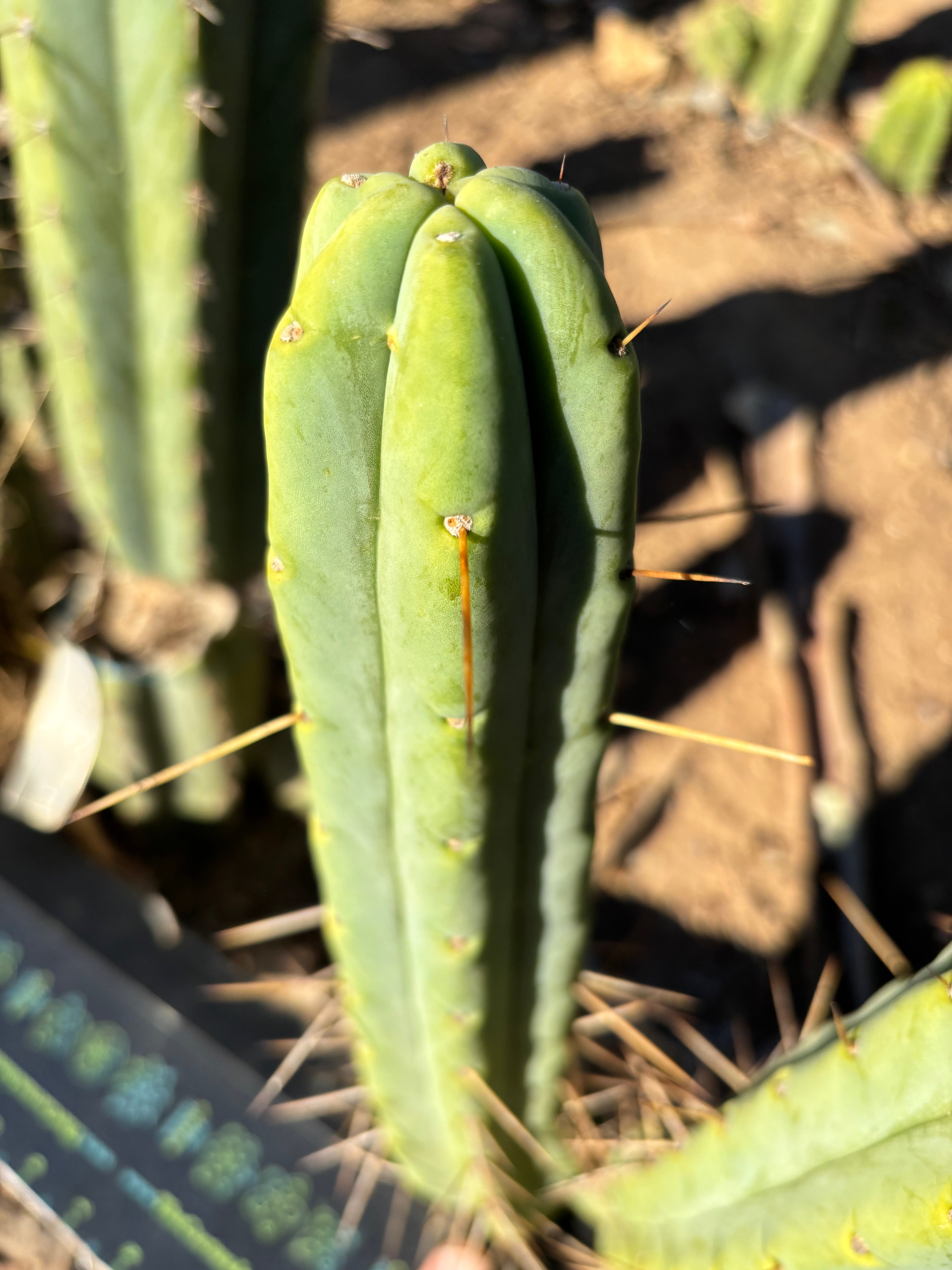 👑🌶️🌶️ Jiimz Twin Spine  — 13” Pups