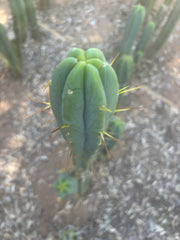 👑🌶️ Species C — XL 15” Pup