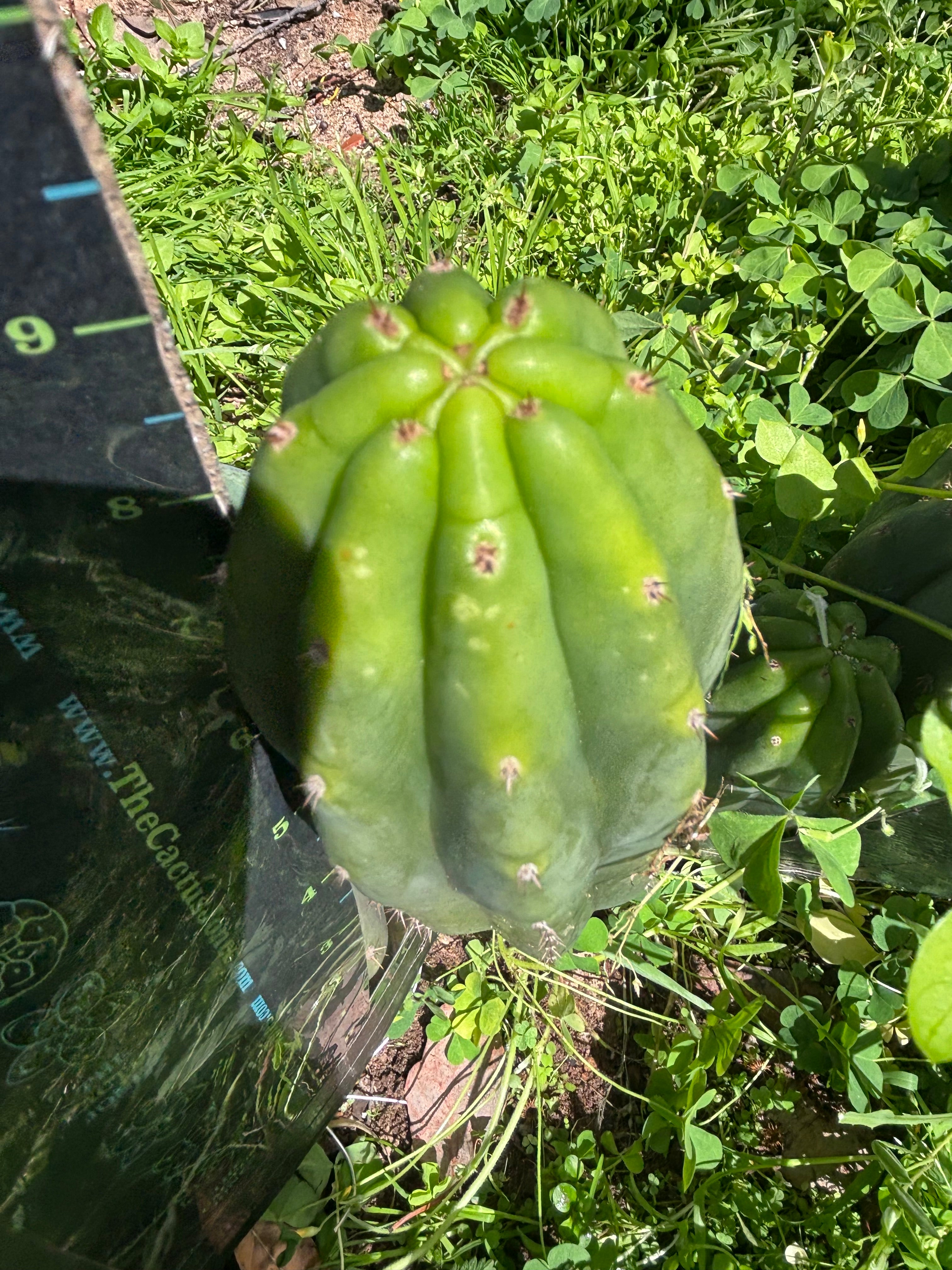 👑🌶️🌶️ Landfill — 9” Pup