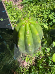 👑🌶️🌶️ Landfill — 9” Pup