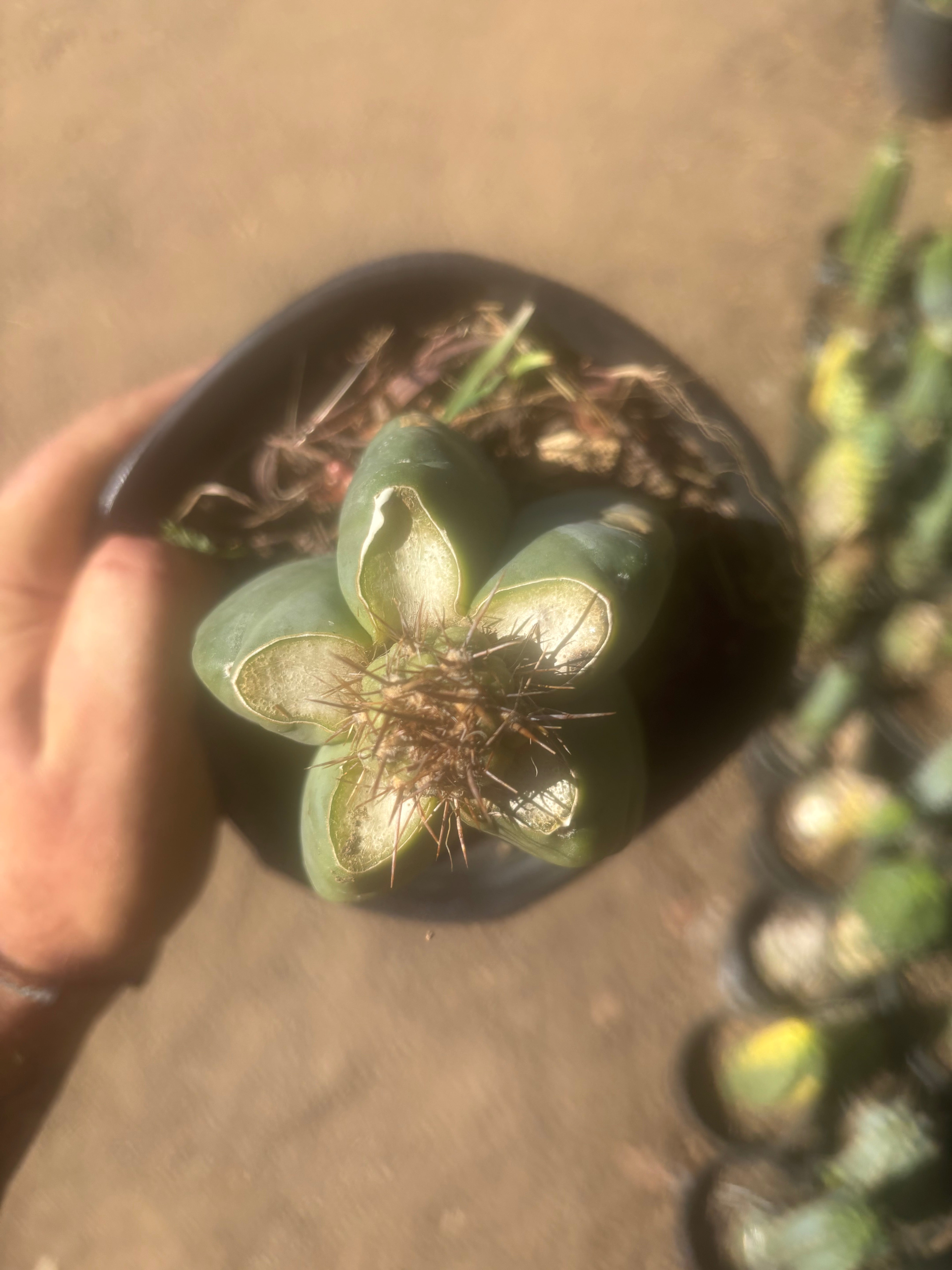 💎👑💎 T. Coquimbanus — Pup Graft on Rooted Scop